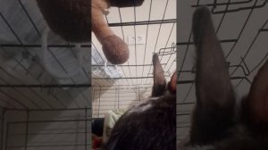 Вторая часть съёмка видео в клетке уний и муни