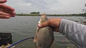 Добавил КИСЕЛЬ в прикормку и приплыли все обитатели реки !!! Супер рыбалка.