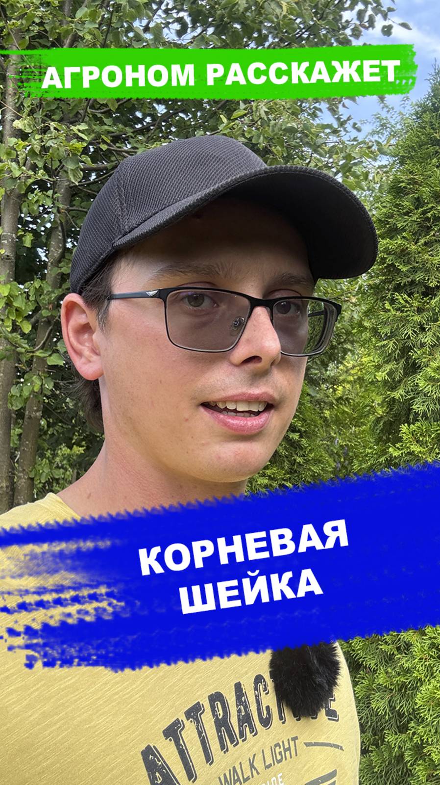 Почему погибает дерево после посадки или пересадки смотреть онлайн