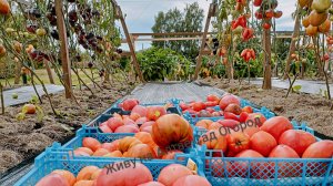 Закрываю томатный сезон 2025