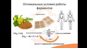 4. Ферменты