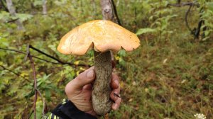 Охота на грибы | Долгожданный подосиновик 🤣| Сбор грибов | Прогулка по лесу август 2025 | Сахалин