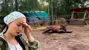 КАК ЛЮДИ ЖИВУТ. ЛОШАДЬ ТРАВМИРОВАЛАСЬ, ЧТО БУДЕМ ДЕЛАТЬ? МУЖ УШЕЛ В ДРЕМУЧИЙ ЛЕС. ЖИЗНЬ В ДЕРЕВНЕ