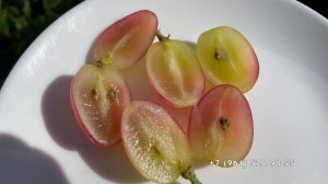 Виноград Купидон Щенникова О.Н. 26.08.25 год. Новороссийск.