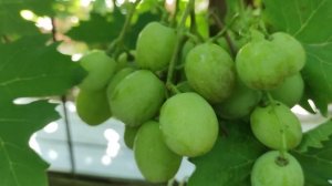 Нереальный гигант от Калугина!!!🍇🍇🍇 Telegram, WhatsApp и Vlber +79528500417. Тел.+79054033245.