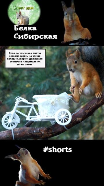Белка ест на велосипеде