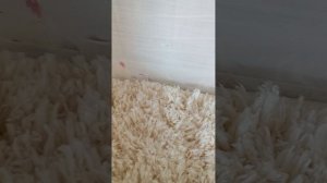 бумажные пёсели 👏🏻🤪 новый дом 😵💫😵💫