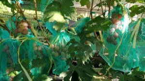 Мой виноградный сезон приближается к финишу