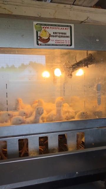 БРУДЕР ОТ БОЧАРОВА! В КАЖДОЕ ХОЗЯЙСТВО СТРАНЫ! 27.08.2025 ГОД. смотреть онлайн