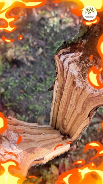 Обрезка. Про Острый угол смотреть онлайн