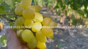 Виноград Бананас Писанка О.М. 26.08.25 год, Новороссийск.