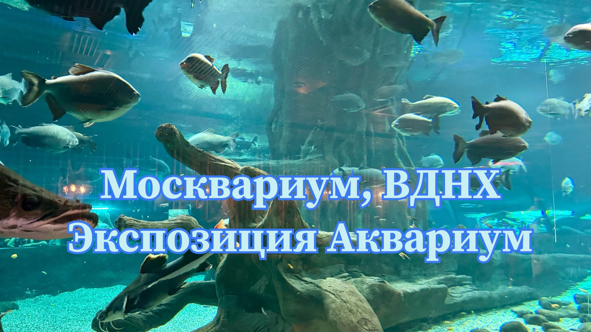Москвариум на ВДНХ, экспозиция Аквариум. смотреть онлайн