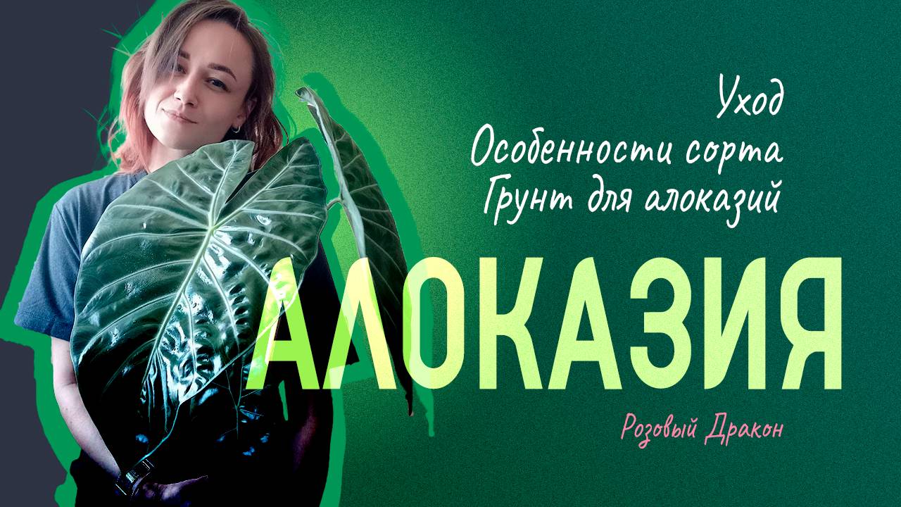 Видео-пересадка алоказии "Розовый Дракон" смотреть онлайн