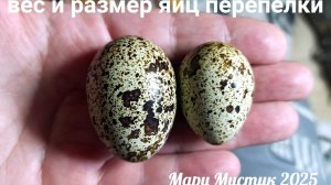 ВЕС и размер ЯИЦ перепёлки 25.08.25 #техасский_перепел