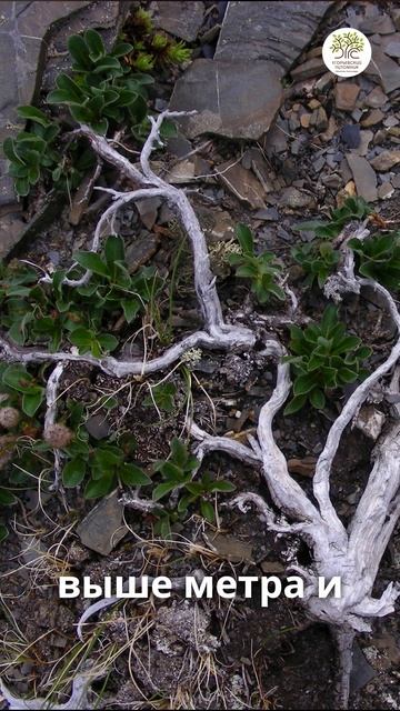 Растительность Гренландии смотреть онлайн