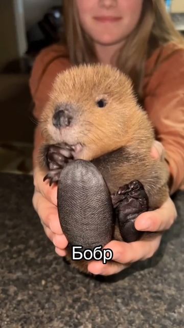 Как выглядят малыши диких животных