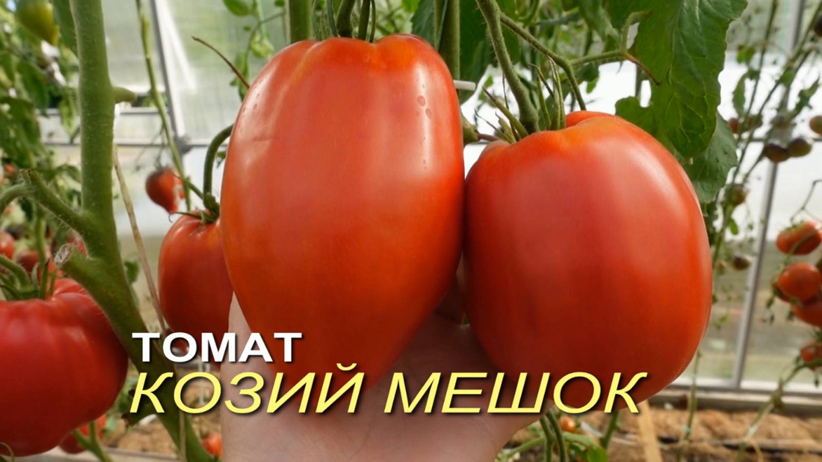 Томат КОЗИЙ МЕШОК. Обзор сортов ТОМАТОВ!