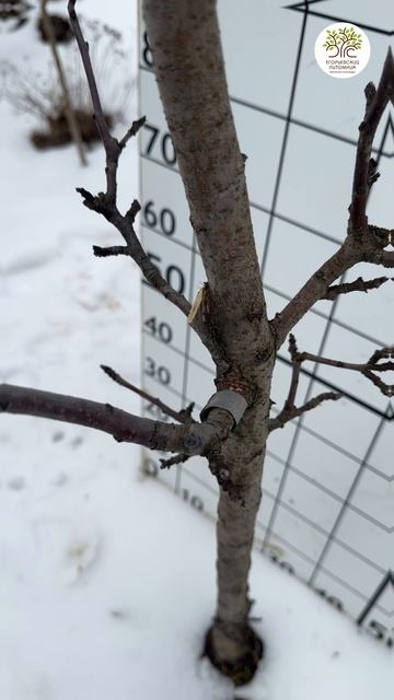 Обрезка колоновидной яблони смотреть онлайн