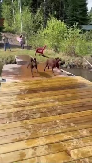 Собаки-ныряки