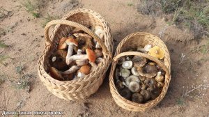 Шикарные красноголовики и чернушки | за грибами к Дону