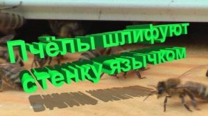 Язык пчелы — это НАЖДАЧКА? Шокирующее открытие от профессора Кашковского