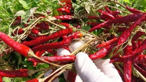 Перец острый. Что с ним делать?