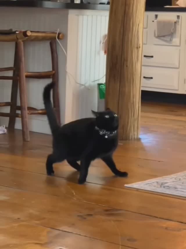 СМЕШНЫЕ ВИДЕО 🙂 смотреть онлайн