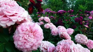 Цветение розы Эшли.