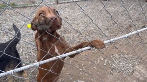 Пытаемся спасти Джуле лапу от ампутации