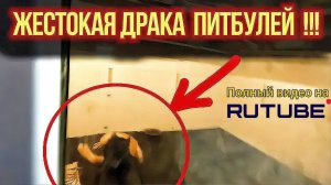 ПИТБУЛИ ДЕРУТСЯ В ВОЛЬЕРЕ !!!! Как произошла драка ?! Бои питбулей.