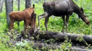 Достраиваю ВЫШКУ. Лесные животные у солонцов.