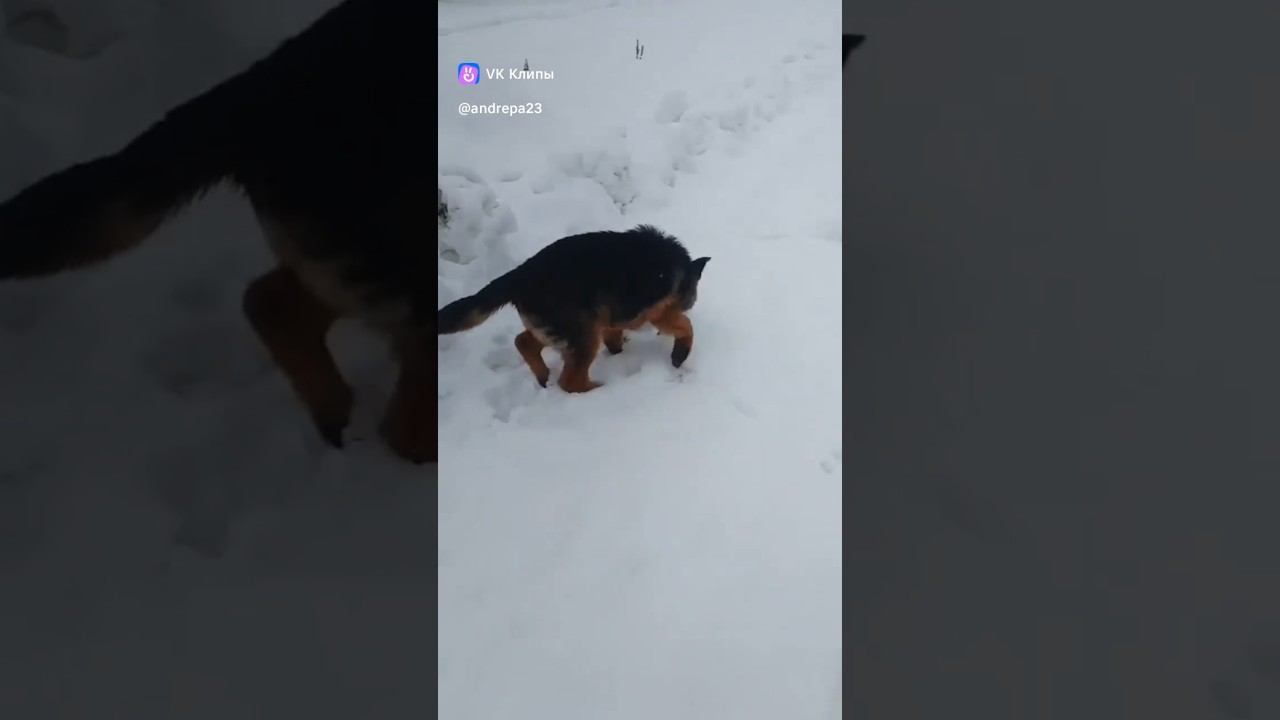 Гуляем смотреть онлайн
