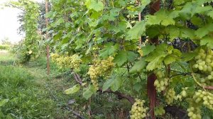 Долгожданный селекции Краснова В. Н.старый проверенный виноград.