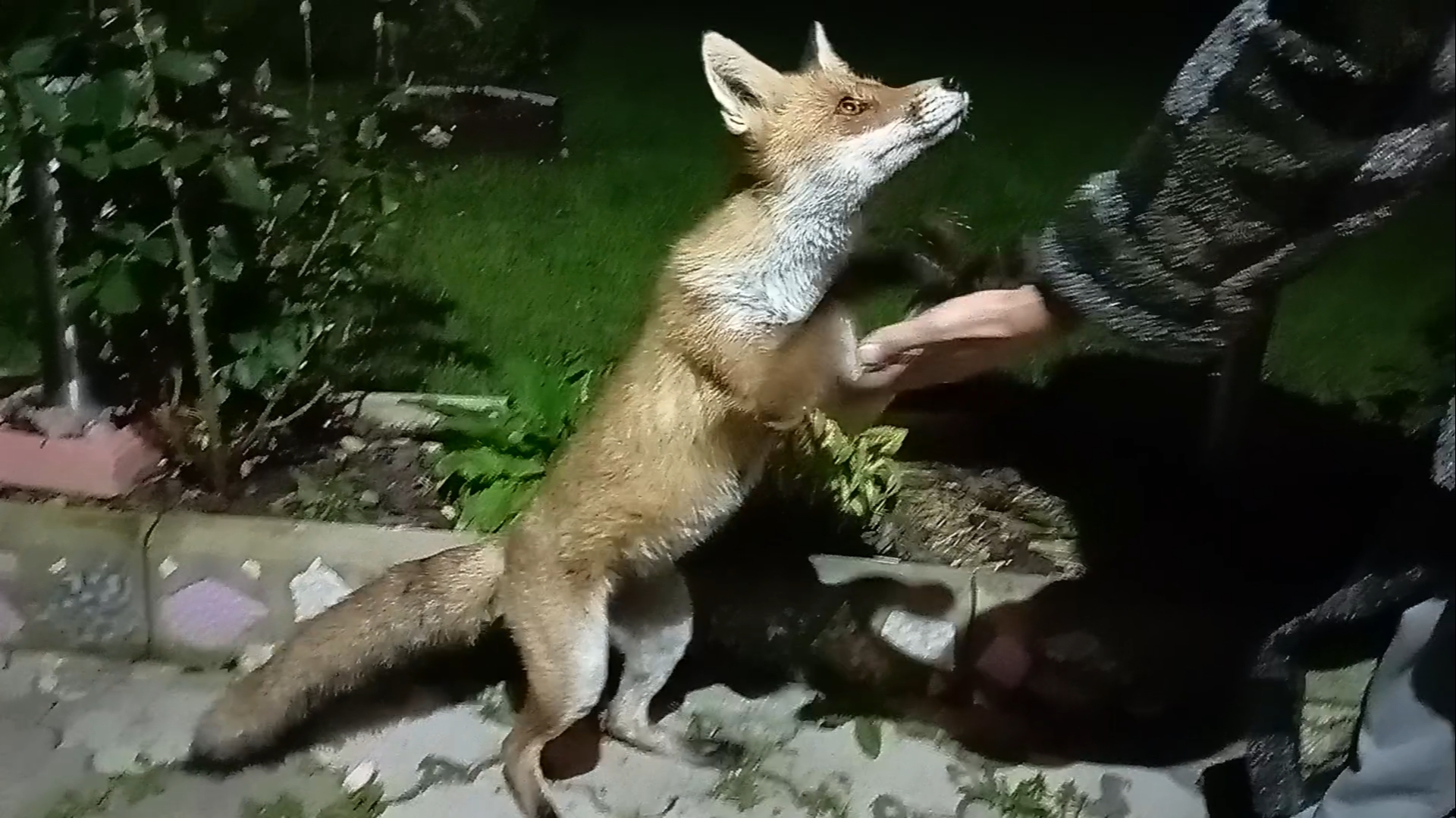 (1101) Лиса приходит в гости. Август 2025 смотреть онлайн