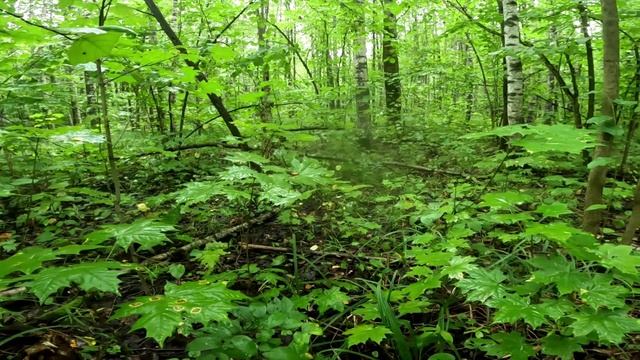 Грибное место. Подосиновики. смотреть онлайн