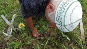 Прививка двухмесячным дичкам глазком