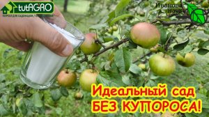 Мощная обработка сада БЕЗ КУПОРОСА от всех болезней и вредителей. Осенняя очистка сада от проблем.