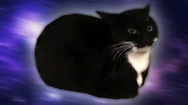 Кот Максвелл