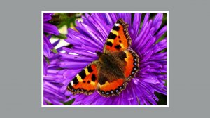 Бабочки Слайд-шоу