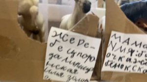 Обзор на мою конюшню