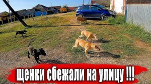 Банда щенков питбуля сбежала на улицу !!! Питбуль Кияра и Волк Луна снова махаются. Стройка века !