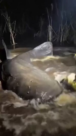 Трофейный Сом 🎣