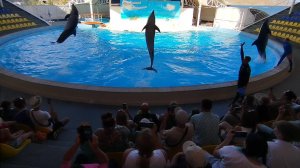 Коктебель. Дельфинарий. Полная программа представления.