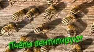 Они ВЫТАЛКИВАЮТ воздух или ЗАСАСЫВАЮТ? Секрет пчёл на дне улья