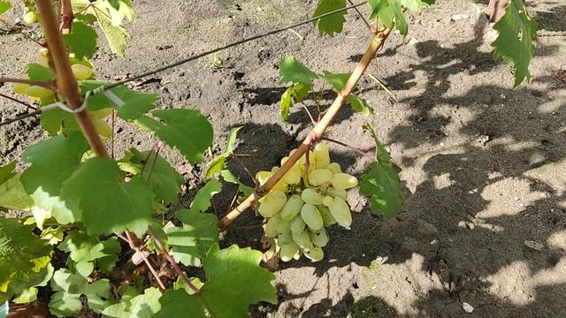 Г. ф. винограда Алинка. Воронеж. 27.08.25. смотреть онлайн