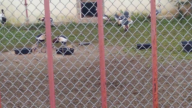 Зоопарк планета обезьян. Венценосный журавль.