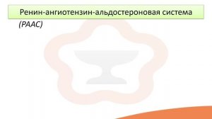 Видео-лекция №21.2 Роль мочевыделительной системы в регуляции артериального давления