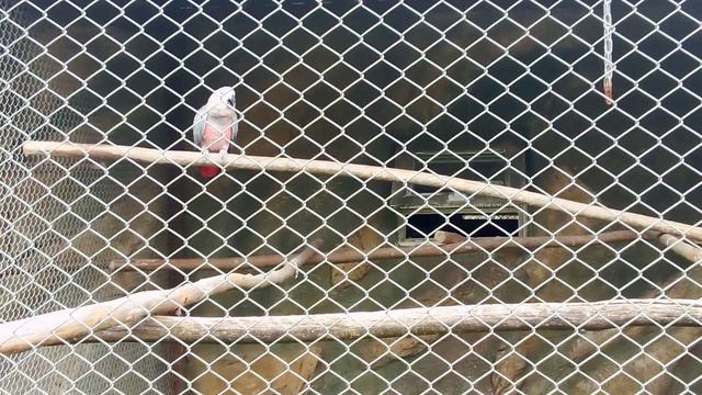 Зоопарк планета обезьян. Краснохвостый жако.