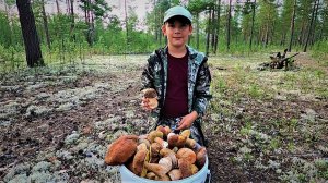 НАШИ ПЕРВЫЕ БЕЛЫЕ ГРИБЫ 25 ГОДА! ПОПАЛИСЬ И ПОДОСИНОВИКИ (КРАСНОГОЛОВИКИ) ДА И МОХОВИЧКИ НАРОСЛИ)!