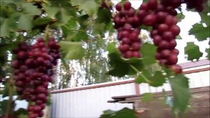 19.08.2025. Виноград ИЗУМЛЕНИЕ в г. Липецке.